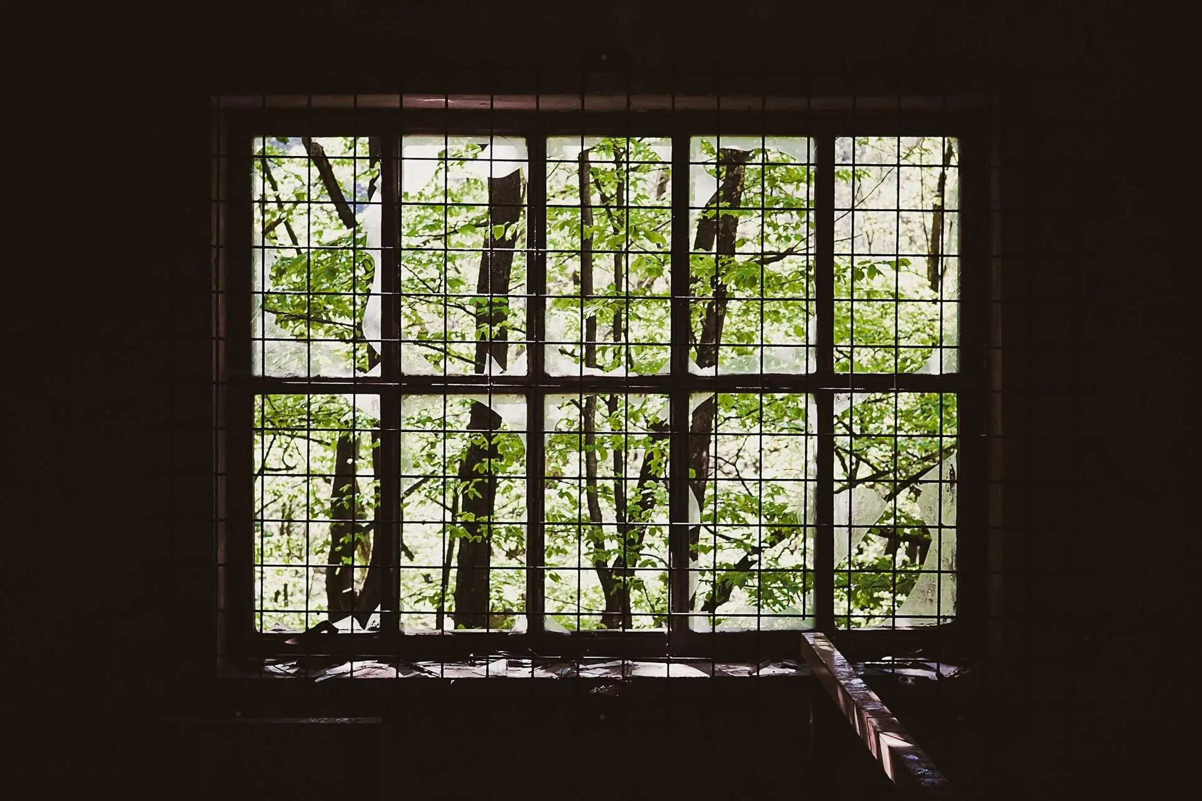 Sprossenfenster mit Blick auf Bäume